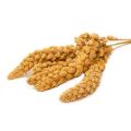 สุดยอด มิลเล็ต สเปรย์เหลือง Yellow Millet Spray อาหารนก กระต่าย หนู กระต่าย กระรอก ชูก้า และสัตว์ฟันแทะ (แบ่งขาย 500G / 1KG). 