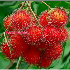 Bibit Rambutan Binjai Super Okulasi