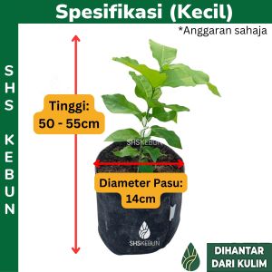 Anak Pokok Peanut Butter Fruit Plant (Kacang Amazon) Bunchosia Argentea Rare Exotic Live Plant Pokok Mentega Kacang 花生牛油果树苗 Hidup SHS Kebun