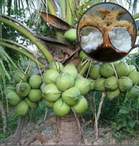 Bibit Tanaman Kelapa Kopyor Super