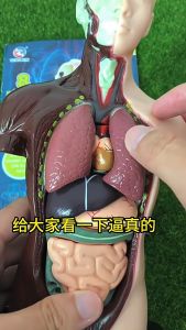DIY Mannequin 3D Human Body Model Educational Assembly Early Learning Kids Toys Organ Teaching Tool