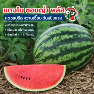 เมล็ดแตงโม ซอนญ่าพลัส ขนาด40กรัม ตราเจียไต๋ เมล็ดพันธุ์แตงโม เมล็ดแตงโมซอนญ่าพลัส ซอนญ่าพลัส เจียไต๋ เมล็ดแตงโมซอนญ่า เมล็ดแตงโม Sonyna Plus - Lazada