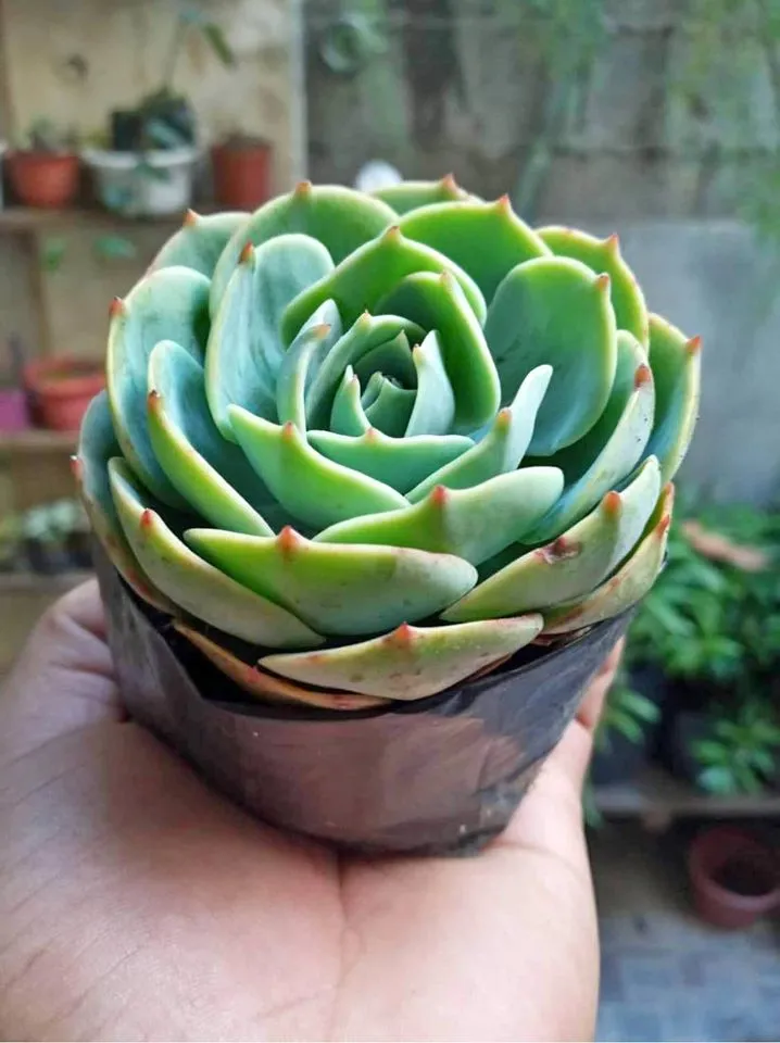 Rose Cabbage Live Plant Cactus and Succulents LUZON ONLY with FREE plastic  pot (Real Plant Plants for sale and Lowest Price ) AGs Infinity Shop  Echeveria Indoor Plants - Lazada | Lazada PH