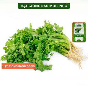 Hạt giống Ngò Hạt Nhỏ Rau mùi RADO 31 20g(Khoảng 3000 hạt) Ngò Rí Nhanh thu | Hạt giống Rạng Đông