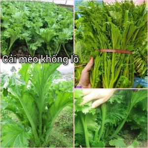 Hạt Giống Rau Cải Mèo Khổng Lồ Đài Loan gói 5gr