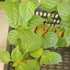 5 cây ớt Peru cay nhất thế giới. cây cao 5cm