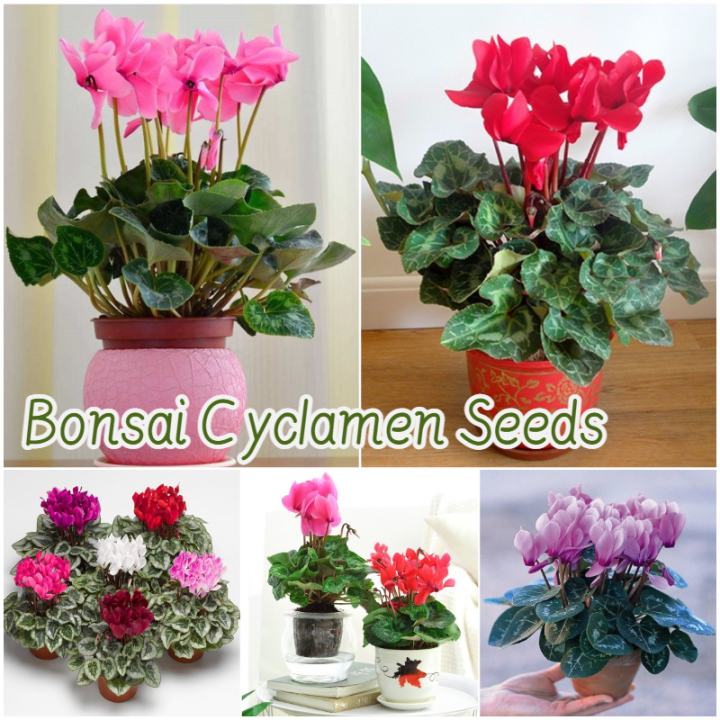 Graines De Cyclamen - 20 Graines Par Sachet, Fleurs Magnifiques Pour Bonsaï Et Jardin D'Intérieur, Croissance Naturelle Facile, Idéal Pour Enfants Et Amateurs De Plantes