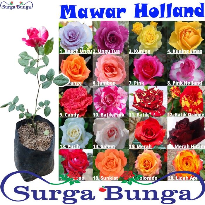 bunga Mawar holland berbunga tanaman rose | Lazada Indonesia