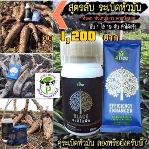 ชุดระเบิดหัวมันสำปะหลัง ชุดทดลอง โฟร์ทรี 1 ซอง+แบล็คเล็ก 250 ml ช่วยเร่งขยายหัว สารเสริมประสิทธิภาพพืช ช่วยเพิ่ม%น้ำยาง เพิ่มค่าแป้ง ป้องกันโรคโคนเน่า ท่อน้ำเลี้ยงเน่า รากเน่า เชื้อรา เร่งหัวมันสำปะหลัง 4Treeของแท้ 100%