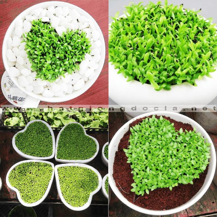 H%E1%BA%A1t%20gi%E1%BB%91ng%20c%C3%A2y%20c%E1%BB%8F%20may%20m%E1%BA%AFn%20-%20Image%205