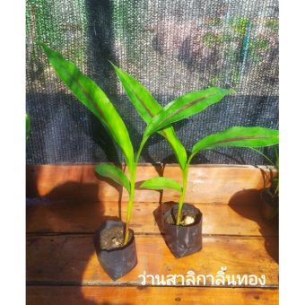 รูปจากผู้ขายบน Lazada: ว่านสาลิกาลิ้นทอง เจรจาการงาน ตั้งราคา ฿270