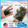 Moss (Bag) Christmas/Flame/ Java Moss Bamboo Stick Aquarium Water Plant Low Level Aquascape🌊READY STOCK🌊 | Perfect Ocean. 