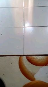 Karet Mesin Pencabut Bulu Ayam/Bebek Type 3/Ayam Potong/Mesin Cabut Bulu Ayam