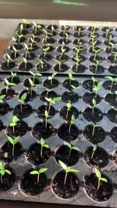 Hot Pepper Sili Seeds & Red Pepper Seeds: A Comprehensive Guide