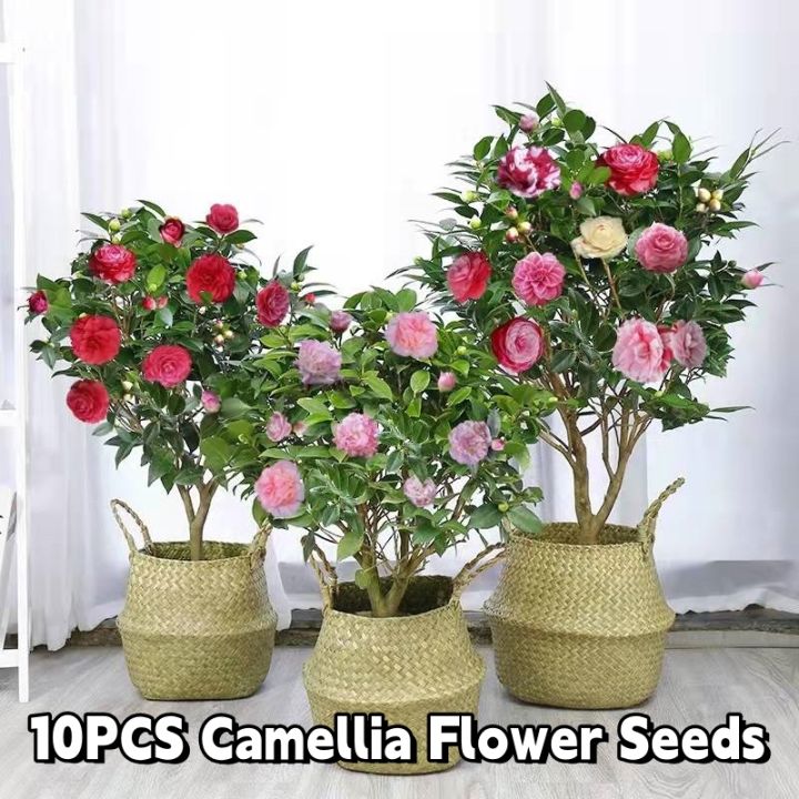 Camellia Flower SeedsColorful Bonsai Camellia Impatiens Seeds For