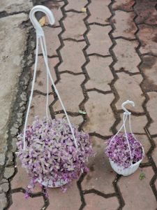 Cây tóc xù cây tổ ong để trồng treo ban công và treo trên giàn hoa trước nhà Minh Hân Garden