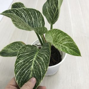 Cây Trầu bà Đế Vương Kim Cương Philodendron Birkin cao 25-30cm cây cảnh kiểng lá mini để bàn trồng trong nhà phong thuỷ hút tài lọc cây xanh Nhà Phố SaZat Plant.