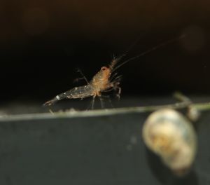 【Sus Aquatic】SULAWESI BOXER SHRIMP / KUNG-FU SHRIMP - 拳击苏蝦【WITH MINERAL 8.5 ONLY】