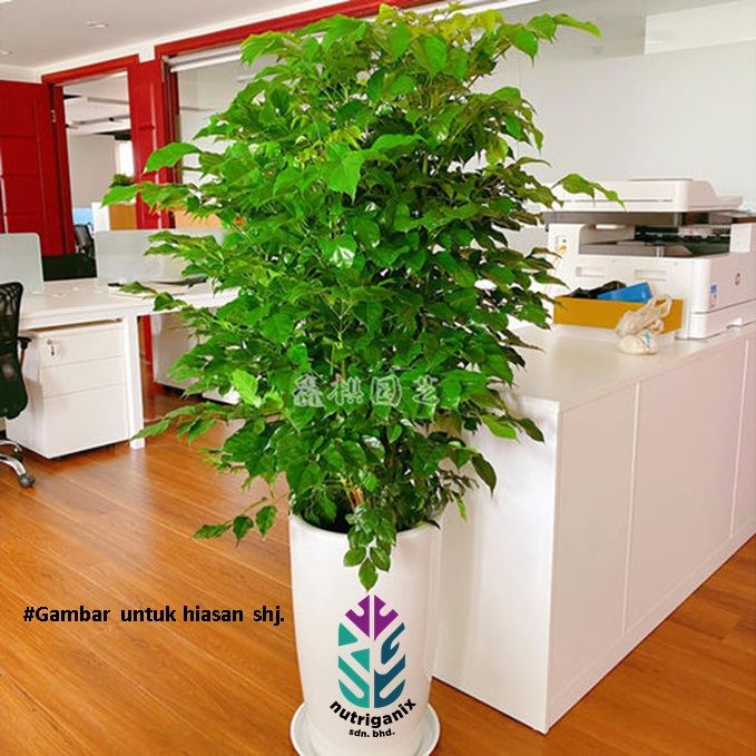 [Indoor Plant] Radermachera Sinica China Doll Live Plant for indoor ...