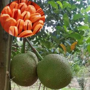 (2 ต้น) ขนุนแดงสุริยา ต้นพันธุ์ทาบกิ่ง สูงประมาณ 60 ซม. ต้นพันธุ์แท้พร้อมปลูก