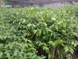 Bibit Gaharu Sangat Subur Dan Berkwalitas