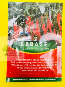 Benih Cabe Besar LARASE Hibrida isi 1500biji CAP SEBELAS MANTAB