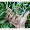 Gói 100g.Hạt giống cỏ lá gừng ,cỏ lá tre,cỏ trồng sân vườn- gieo trồng quanh năm. 