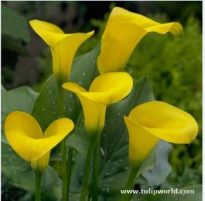 Củ giống hoa rùm màu vàng - 1 củ tặng kèm viên nén ươm củ