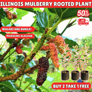 MULBERRY PLANTS ROOTED PLANT 2+1 Freebie may dahon kaya sure na buhay na.