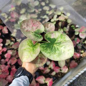 บอนสี เจ้าวัง บอนสี บอนใบกลม สีพาสเทล Caladium