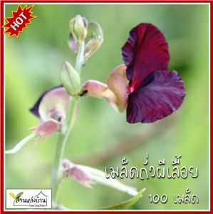 100 เมล็ด ถั่วผีเลื้อย เมล็ดถั่วผีเลื้อย ถั่วผี เมล็ดถั่วผี
