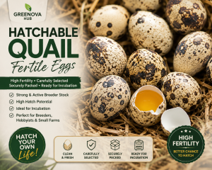 Hatchable quail fertile eggs 20pcs( crossbreed to jumbo quails with 7 colors mutation)