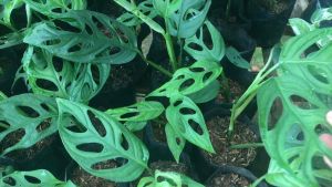 Tanaman Hias Janda Bolong Monstera