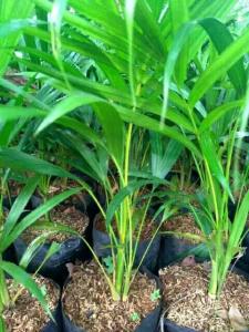 PROMO.. tanaman palem kuning tanaman indoor outdoor palm kuning