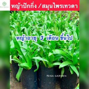 หญ้าปักกิ่ง 🔥 ซื้อ 5 แถมฟรี 1 🔥สมุนไพรเทวดา อายุ 3-4 เดือน ส่งพร้อมถุงดำ