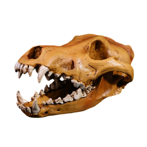 Artistic Wolf Skull Sculpture Resins Construction Animal Head Skeleton Replicas for Office Desk Decors Museums Display