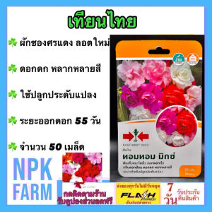 ผักซอง ศรแดง เทียนไทย ทอมทอม มิกซ์ จำนวน 50 เมล็ด/ซอง หมดอายุ 10/07/2568 ต้นแข็งแรง โตเร็ว ออกดอกเร็ว กลีบดอกซ้อน ดอกดก หลากหลายสี ระยะเวลาการปลูก 50 วัน npkplant