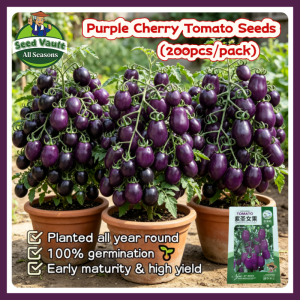 Fast Growing 200pcs Fresh Purple Cherry Tomato Seeds for Planting Fruit Plants High Yield Dwarf Cherry Tomato Seeds Organic Sweet Cherry Tomato Vegetables Seeds for Gardening Balcony Bonsai Cherry Tomato Seedlings Cherry Tomato Live Plant Fruit Seeds