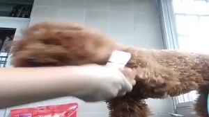 Rechargeable USBGrooming Kit With Shaver And Clippers For Cats And Dogs Hair