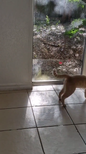 Interactive Hanging Door Cats Teaser Colored Plush Ball Elastic Cord Cats Exercise Toy Promote Healthy Physical Activity