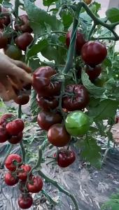 มะเขือเทศดำขนาดใหญ่ มะเขือเทศดำสีม่วงสำหรับพืชในสวนและระเบียง คอลเลคชันผลไม้และผักพิเศษ