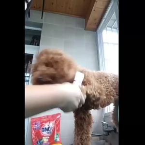 AU Máy cắt lông thú cưng của nhà sản xuất Tông đơ điện 4 trong 1 cho chó Tông đơ điện thú cưng bán chạy