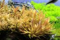 Ammannia pedicellata 'Golden' 黄金柳 (Nesaea pedicellata 'Golden') - aquarium aqua plant [midtech]. 