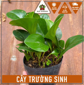 Cây Trường Sinh - Cây để bàn xinh xắn - Mang tài lộc!