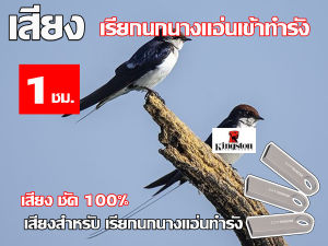 เสียงนก นางแอ่น ใช้เรียก นกนางแอ่น เข้าทำรัง เสียงชัด100%  นาน 1 ชั่วโมง USB แฟลชไดร์ฟ หมานๆ