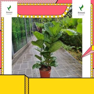 Ficus - Lyrata - 90cm+ (3 Plants per Pot) [REAL PLANT] #supportlocal