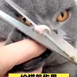 Cat Dog Nail Cutter Stainless Safety Nail Clippers Anti-Bleeding Nail Trimmer Pet Grooming Scissors PAZU