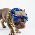 2Pack Dog Costume Set, Adjustable Gold Plated Dog Chain Collar and Headband Hip Hop Square Satin Head Scarf Head Cover Apparel Party Costume Cosplay Accessories for Medium Large Dogs(Blue). 
