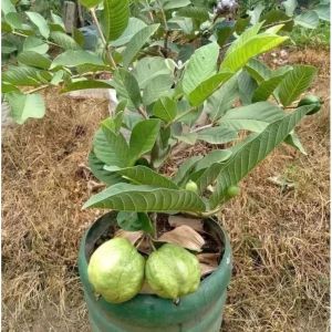 Bibit Jambu Kristal Sudah Berbuah Lebat