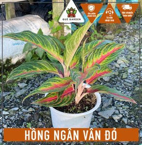 Cây Hồng Ngân Vân Đỏ - Tổng thể tầm 20-30 cm - Kiểng lá decor sang trọng!